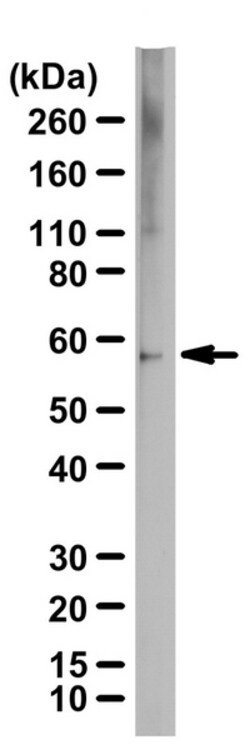 MilliporeSigma anti-Substance P Receptor, Polyclonal, (Chemicon ) 50μL;